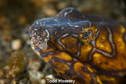 Snake eel by Todd Moseley 